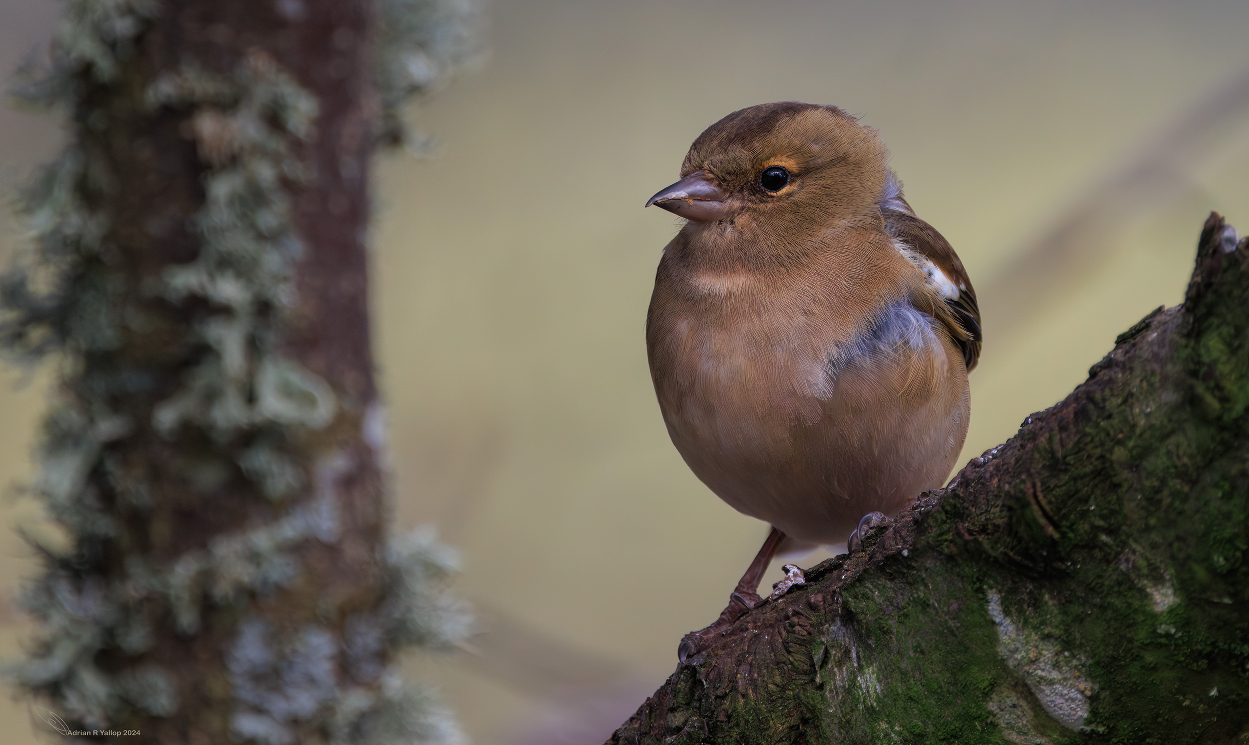 Fringilla coelebs female Chaffinch breeding plumage